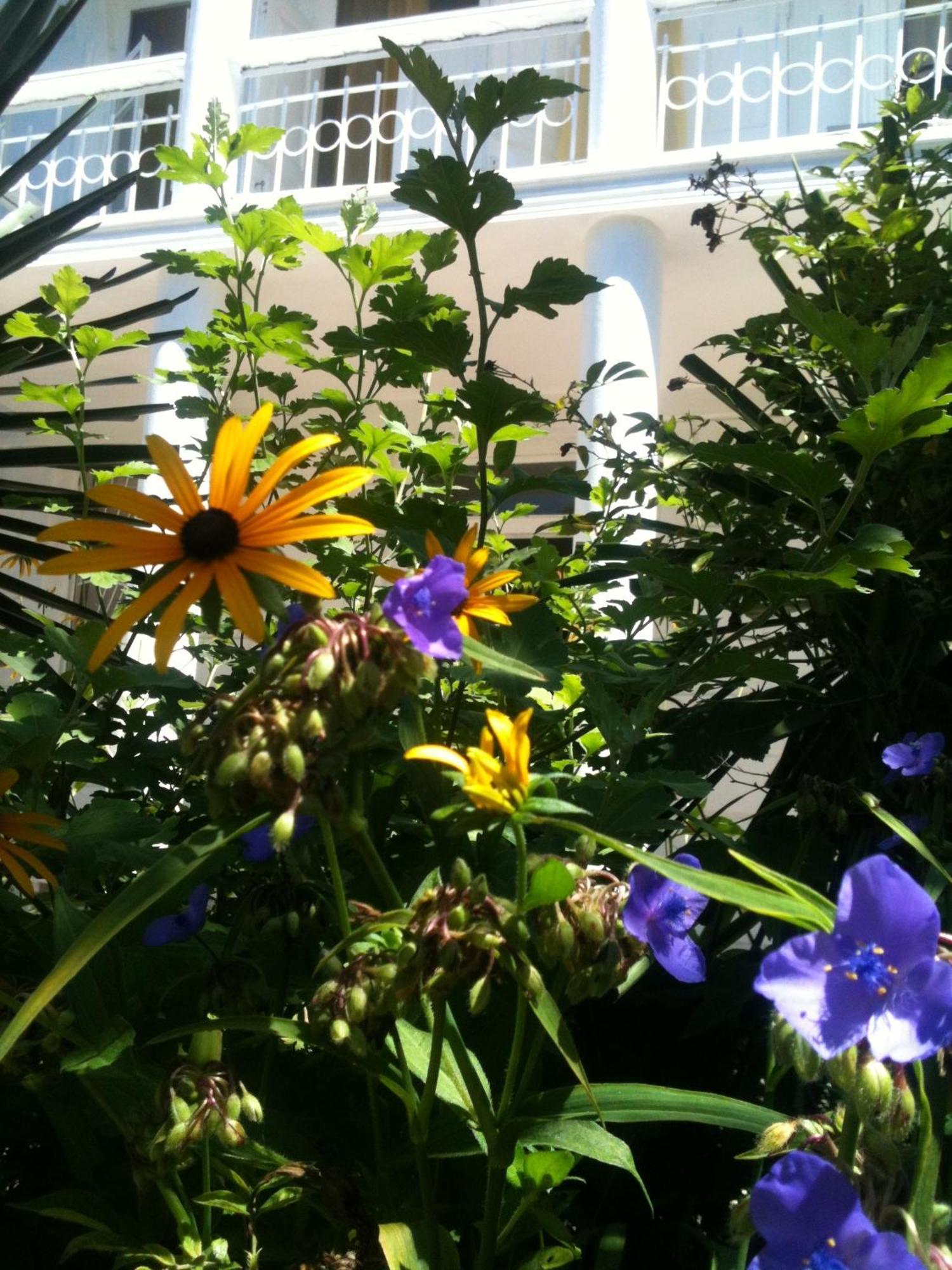 White Guest House บาทูมิ ห้อง รูปภาพ